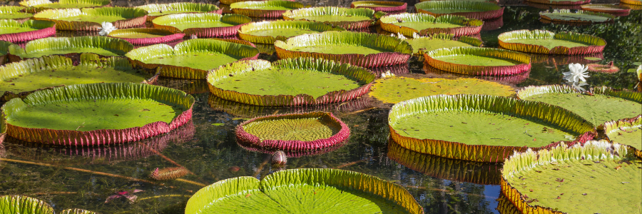 Pamplemousse Botanical Garden - Freepik Pamplemousse Botanical Garden - Freepik