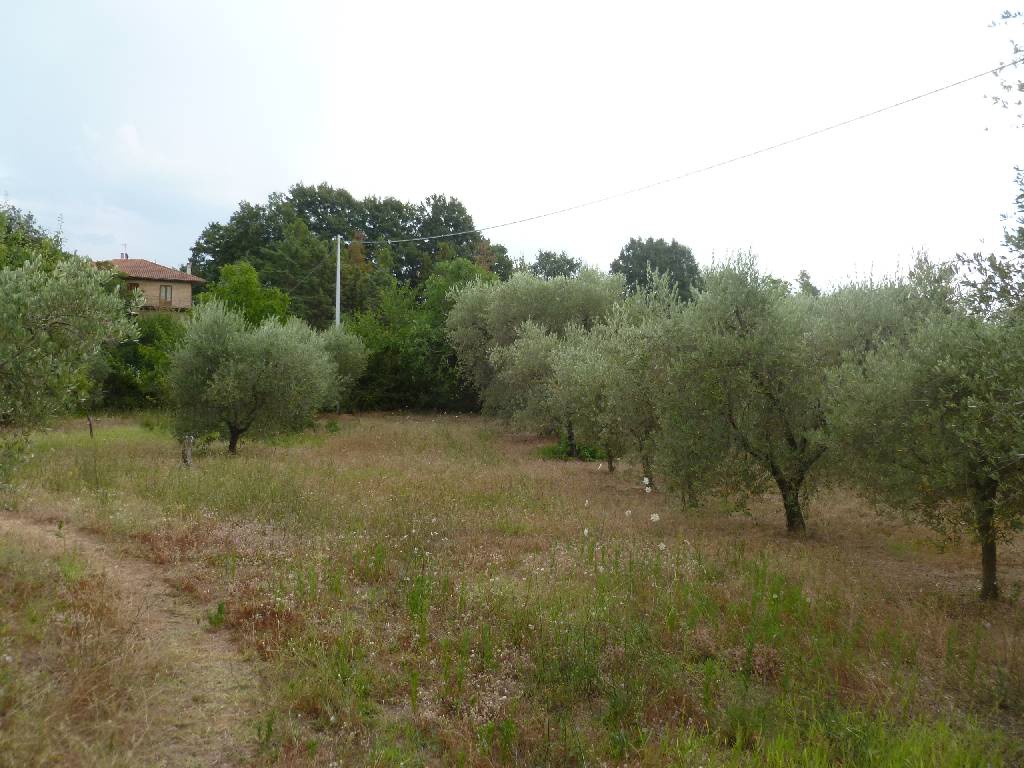 1 - estate for sale in sorano tuscany italy