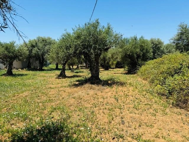 2 - vente terrain pílos péloponnèse grèce