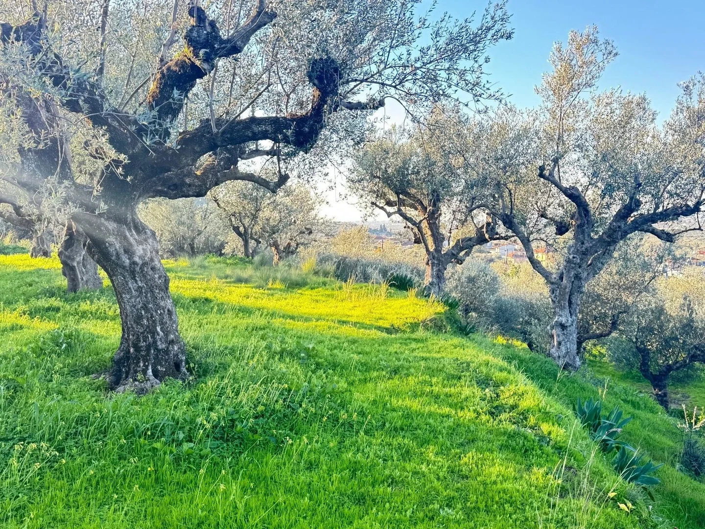 1 - vente terrain aíthaia péloponnèse grèce