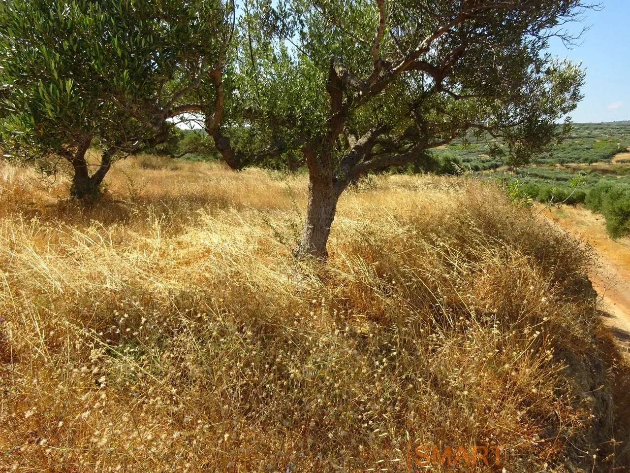 2 - plot of land for sale in elia crete greece
