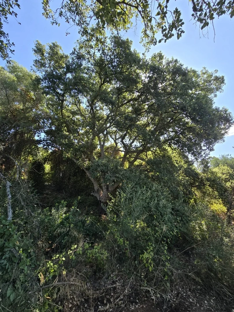 1 - venda terreno sotogrande andaluzia espanha