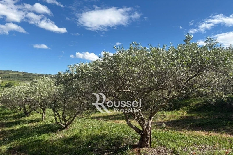 1 - vente terrain villeveyrac hérault france