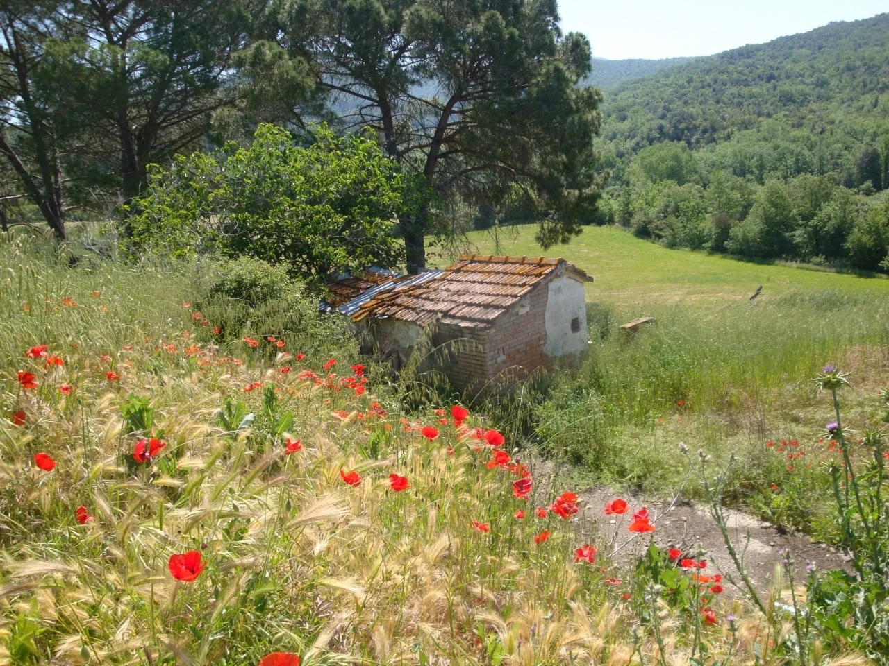 2 - venta comercio montecatini val di cecina toscana italia
