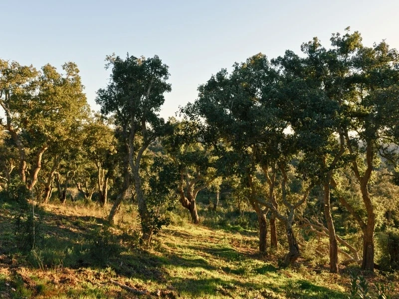 1 - verkauf grundstück meerblick santiago do cacém alentejo portugal