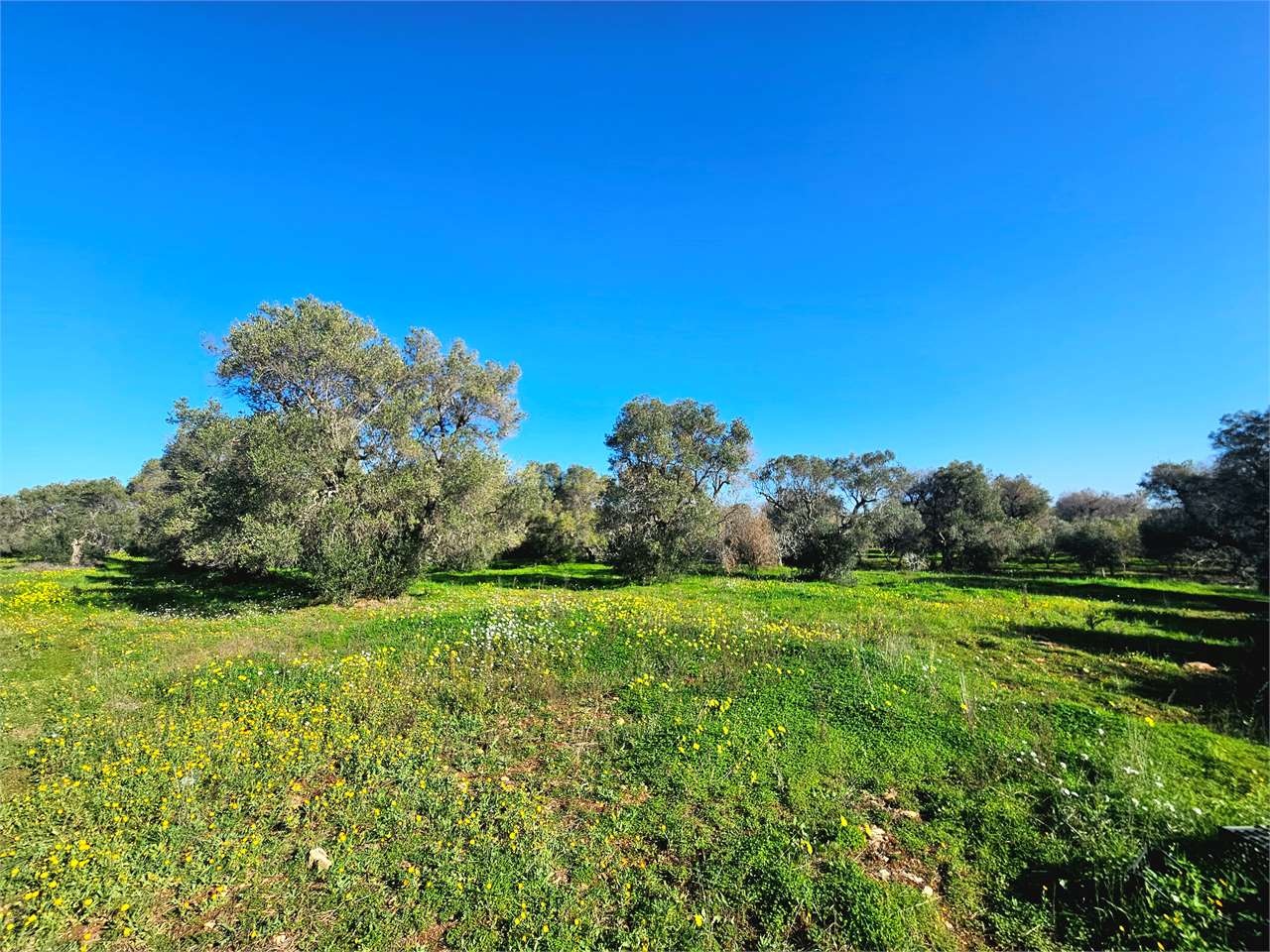 1 - verkoop terrein san vito dei normanni apulia italië