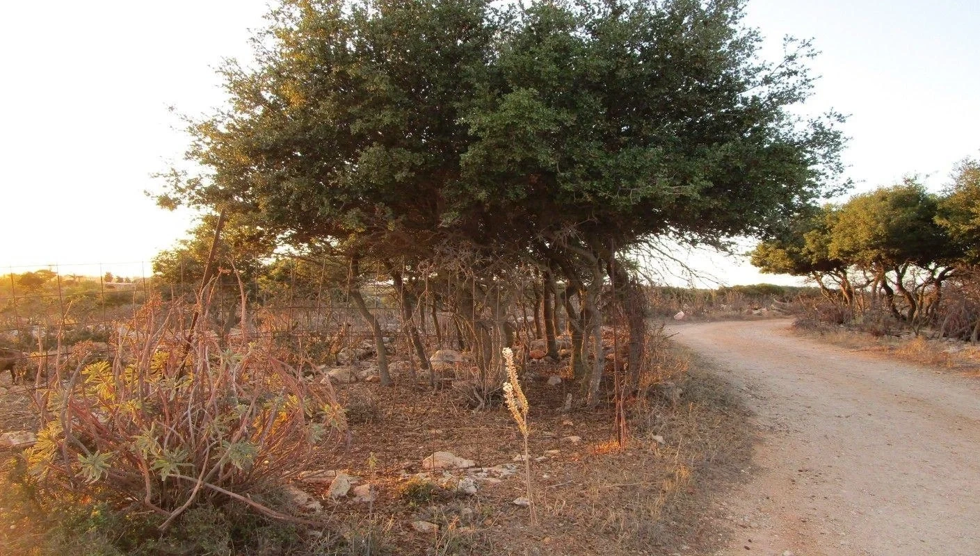 1 - venta terreno stérnes creta grecia