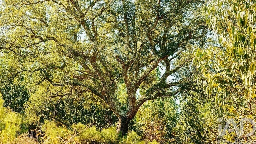 1 - venta terreno rio maior alentejo portugal