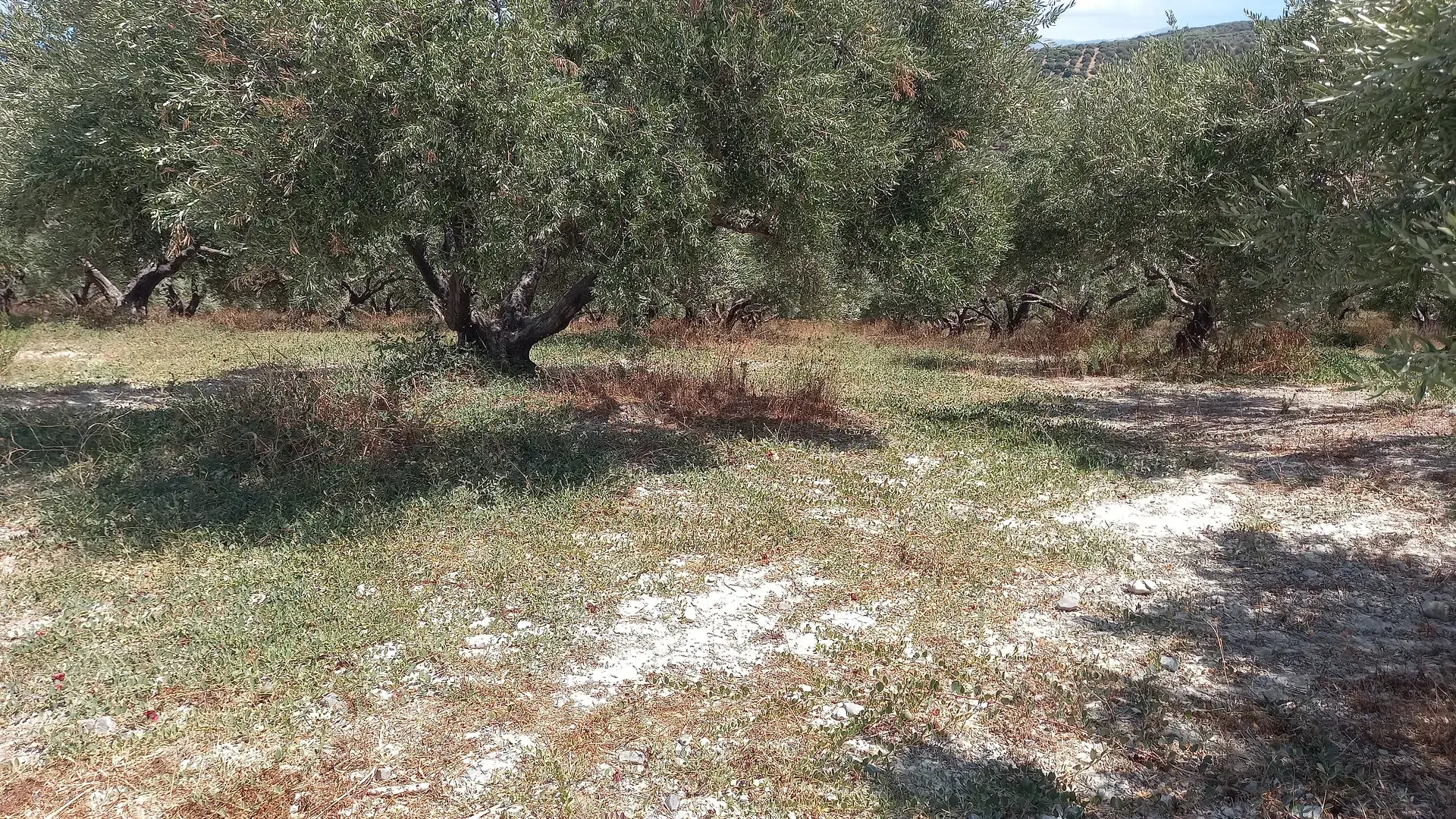 1 - vente terrain vue mer xamoudochóri crète grèce