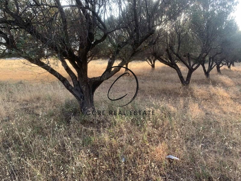 1 - vente terrain palaia fokaia attique grèce
