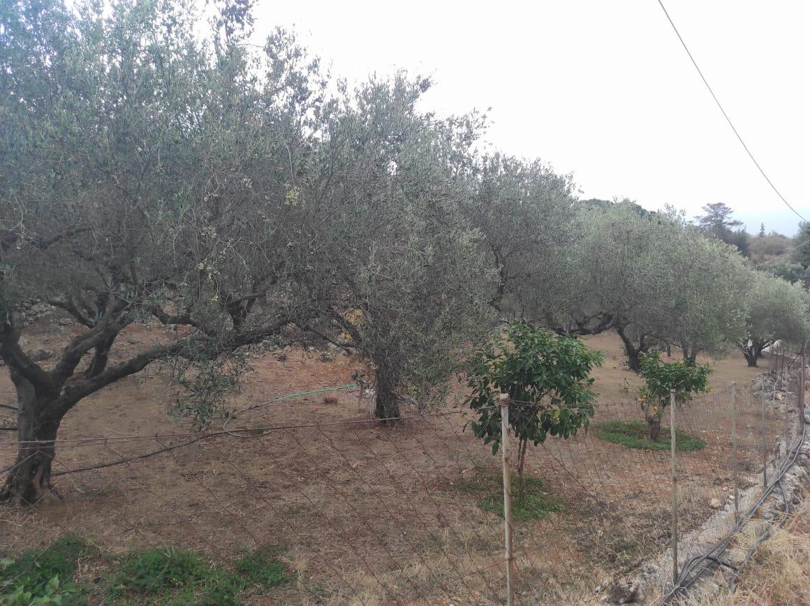 2 - vente terrain xirostérni crète grèce