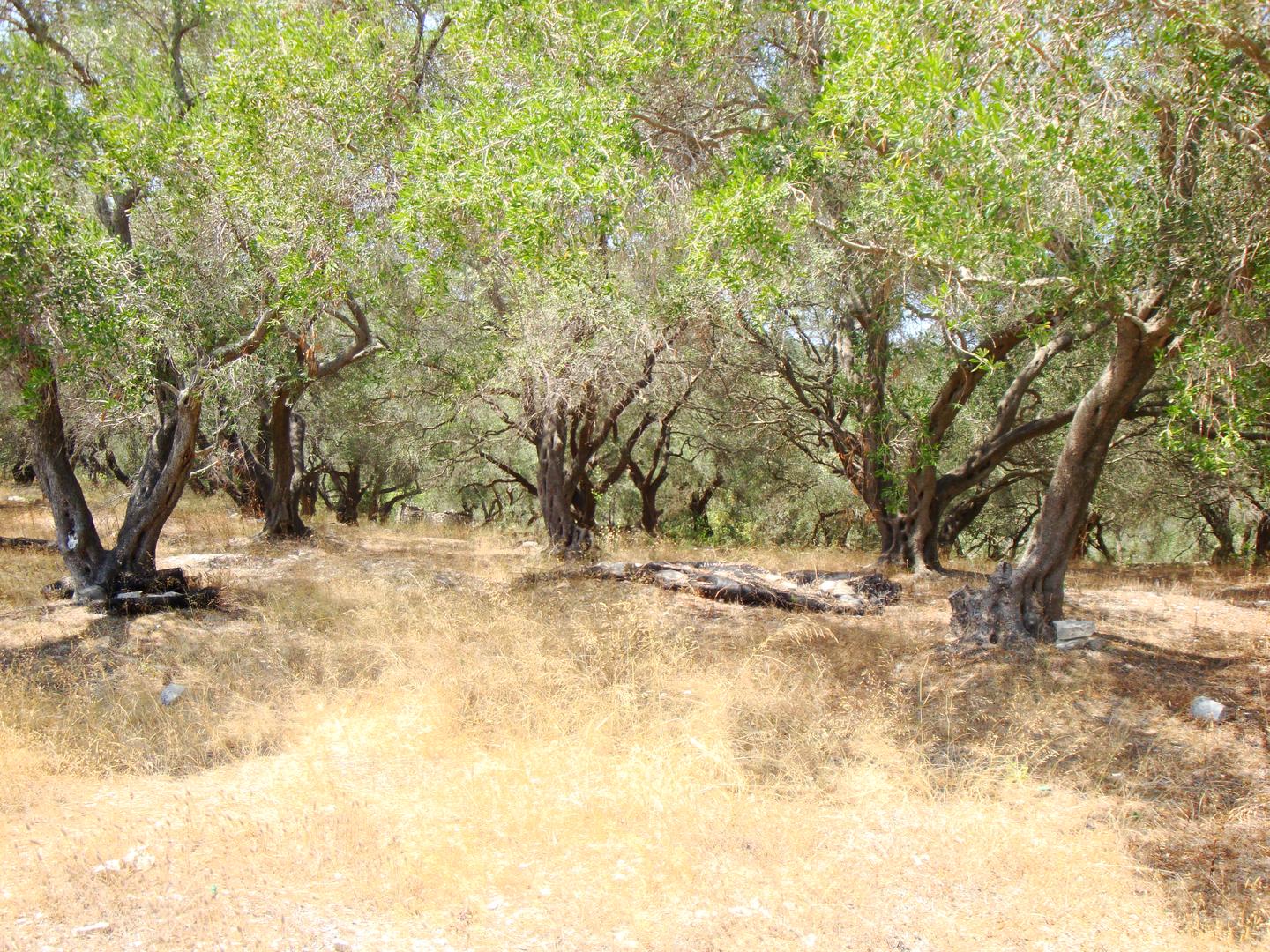 2 - plot of land for sale in loggos (paxos) ionian islands greece