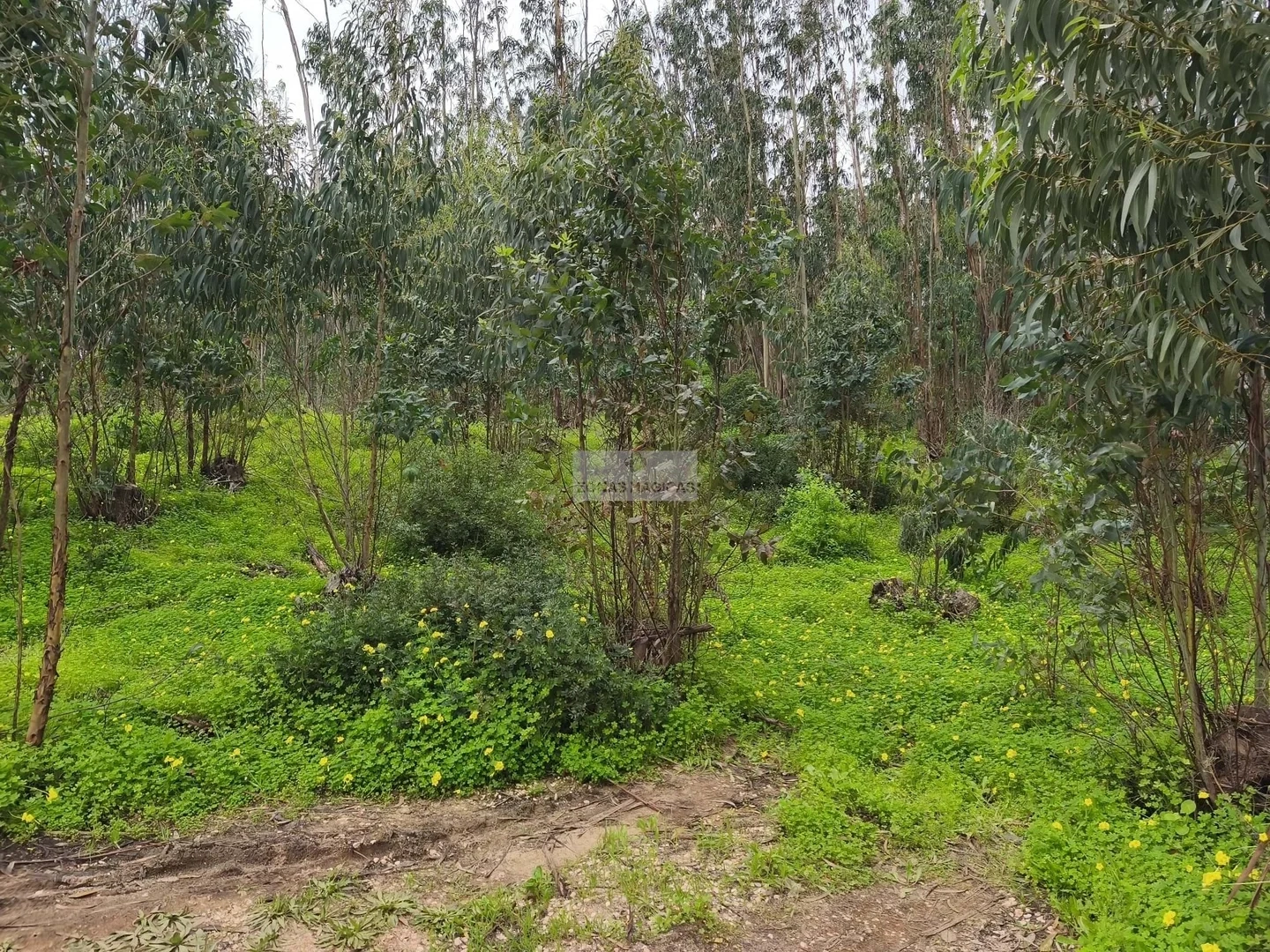 1 - plot of land for sale in vila do bispo algarve portugal