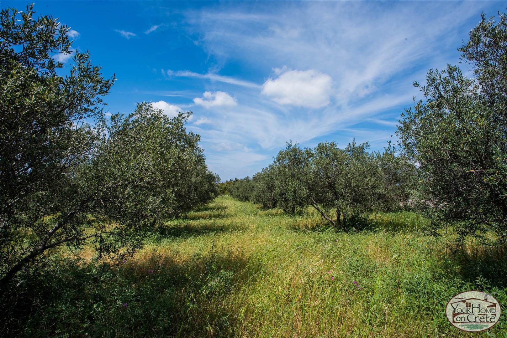 1 - plot of land for sale in vámos crete greece