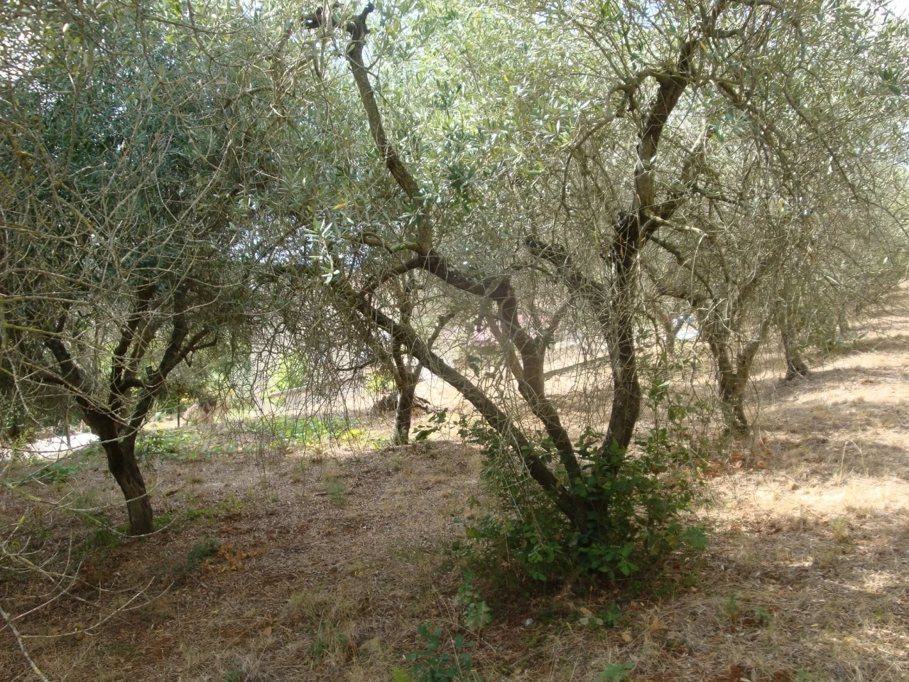 1 - house for sale in castagneto carducci tuscany italy