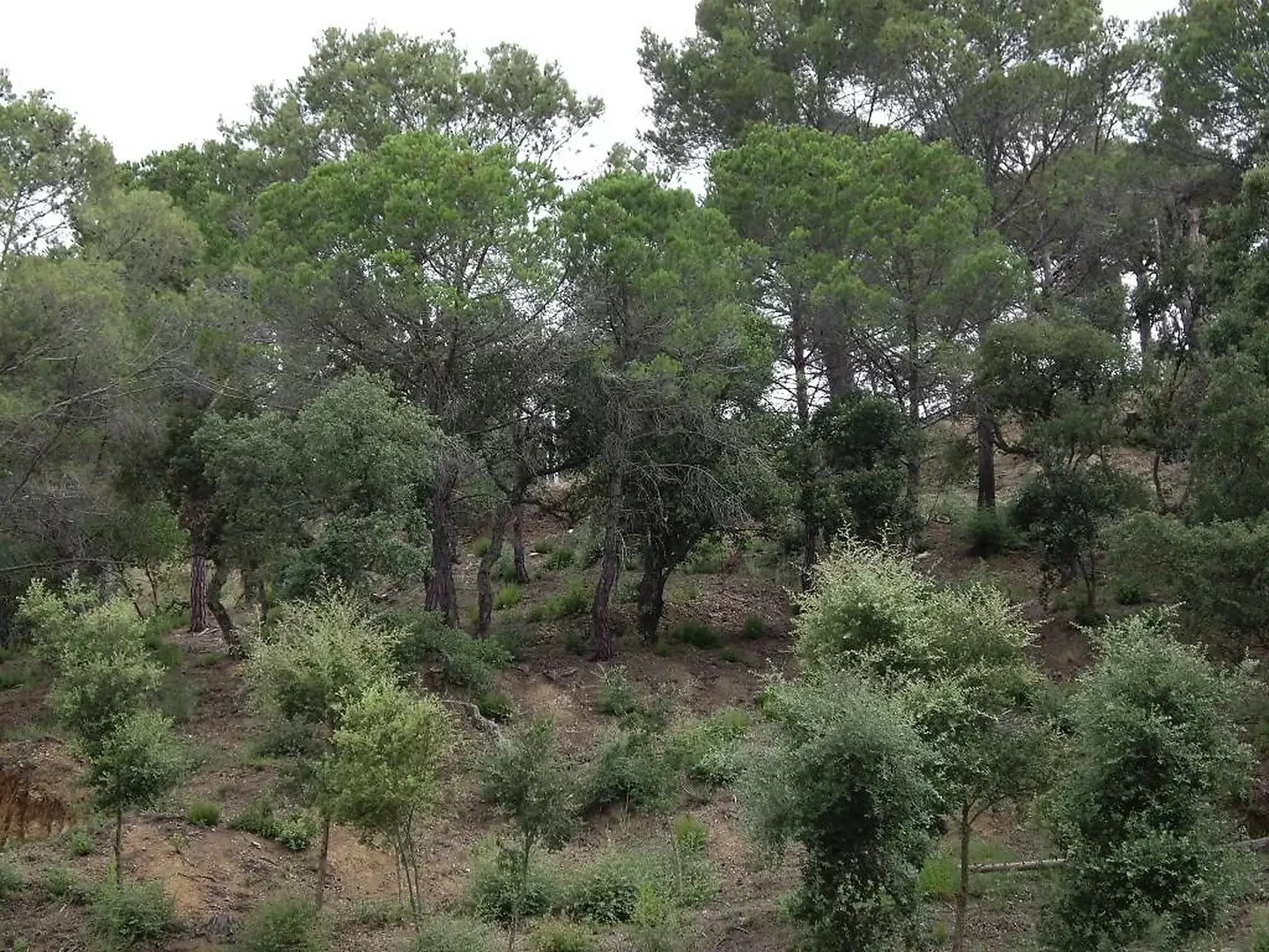 1 - venda terreno calonge catalunha espanha