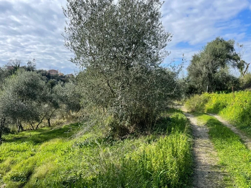 2 - vente terrain corfu îles ioniennes grèce