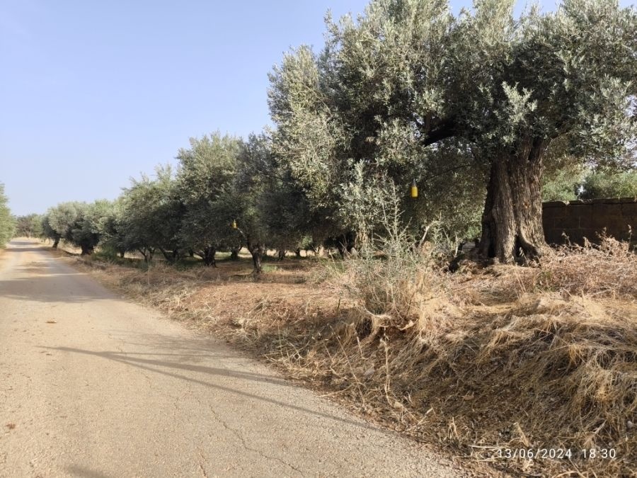 2 - vente terrain tympáki crète grèce