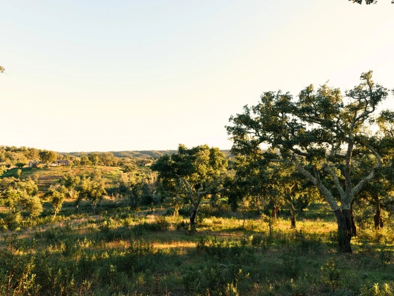 2 - verkauf grundstück meerblick santiago do cacém alentejo portugal