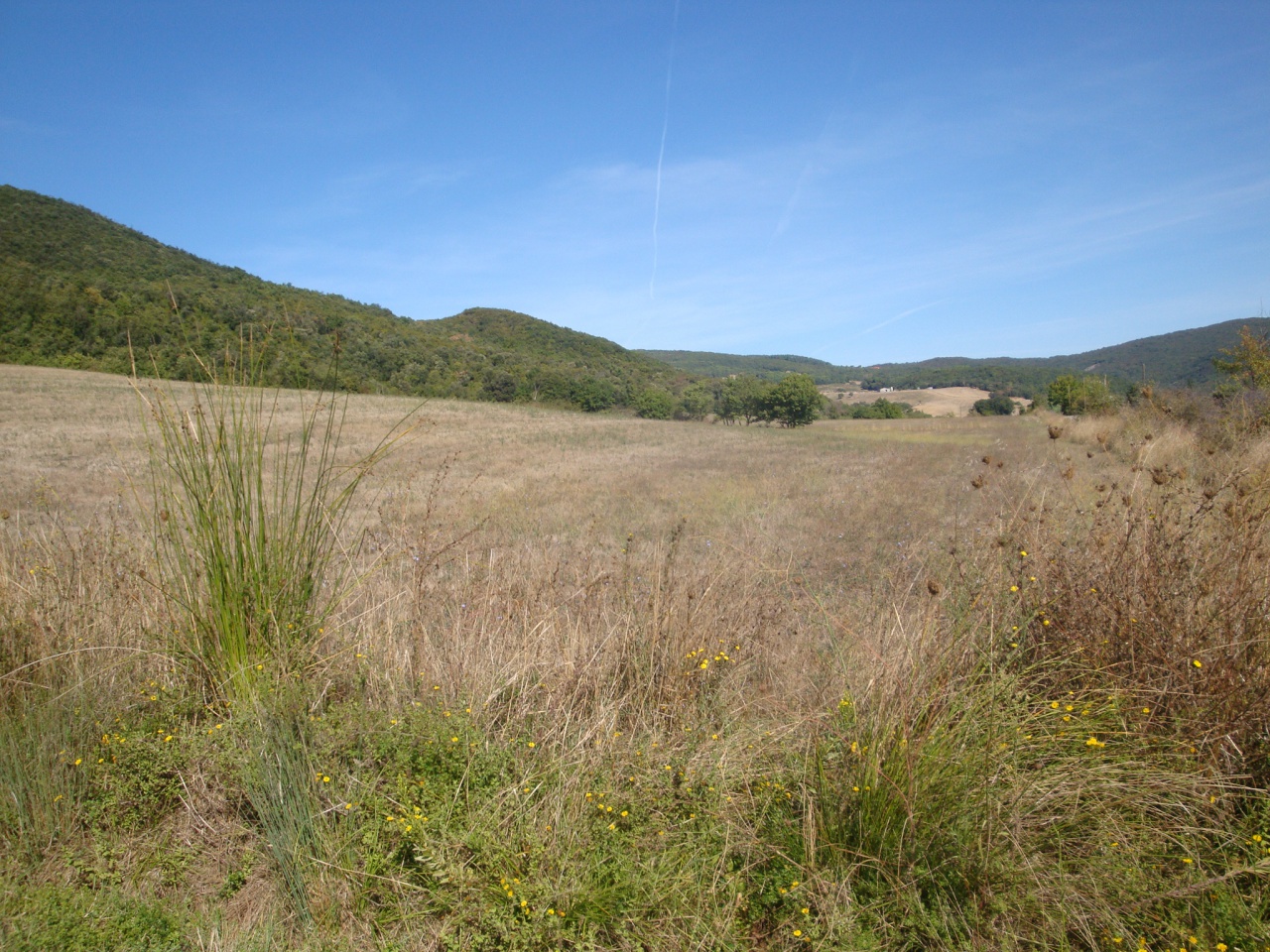 2 - venda terreno riparbella toscana itália