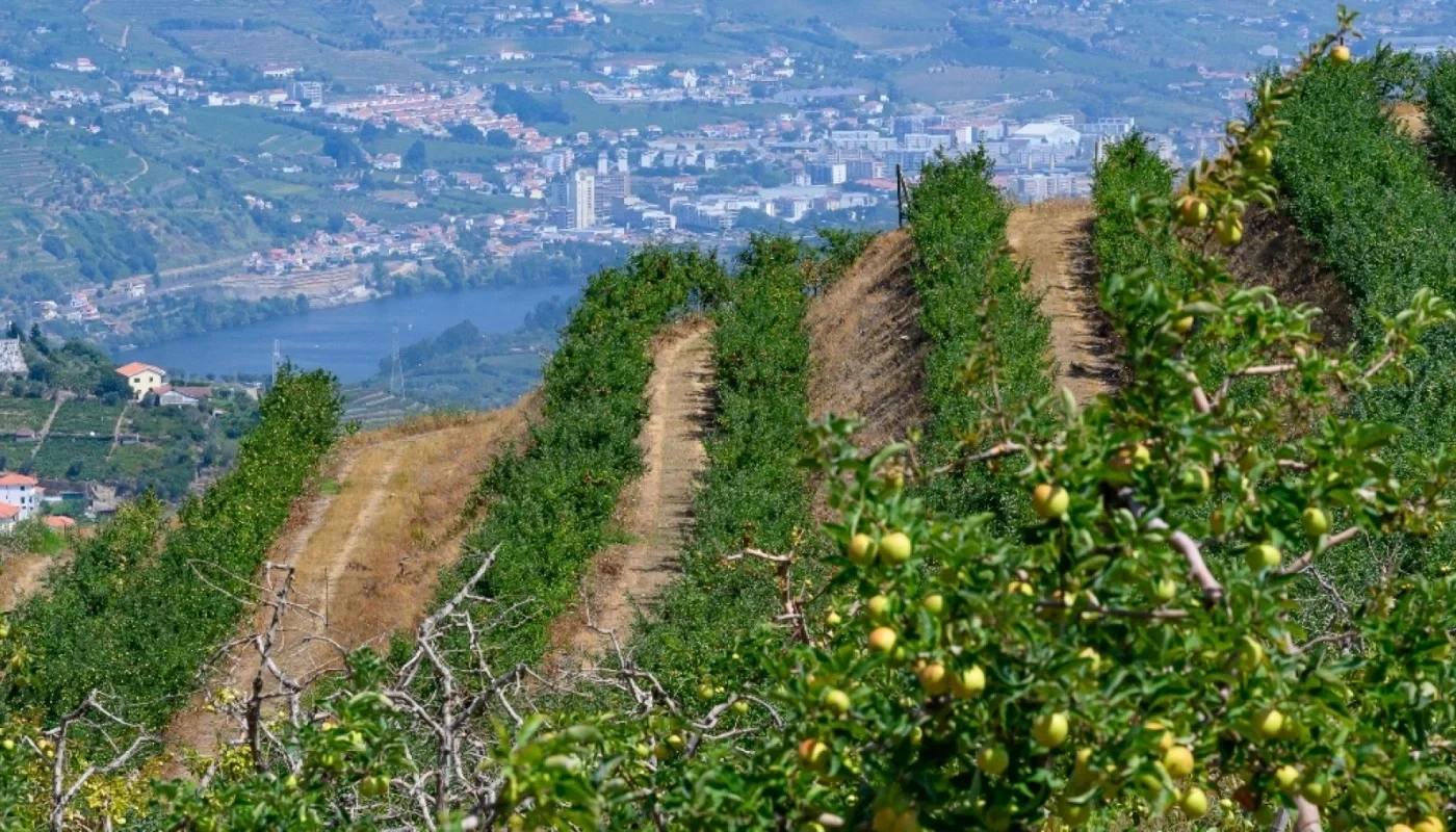 1 - vente terrain lamego région nord portugal