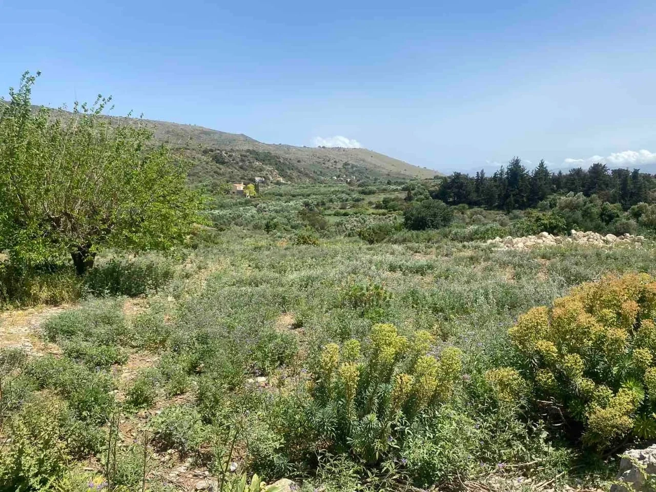 1 - vente terrain kalamítsi amygdáli crète grèce
