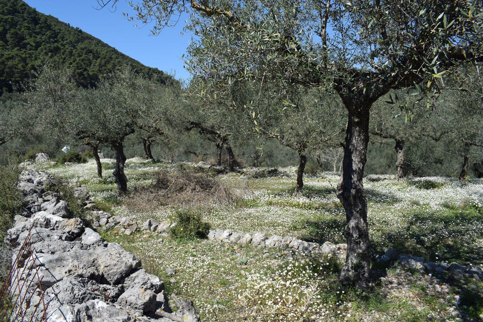 2 - venta casa kámpos peloponeso grecia