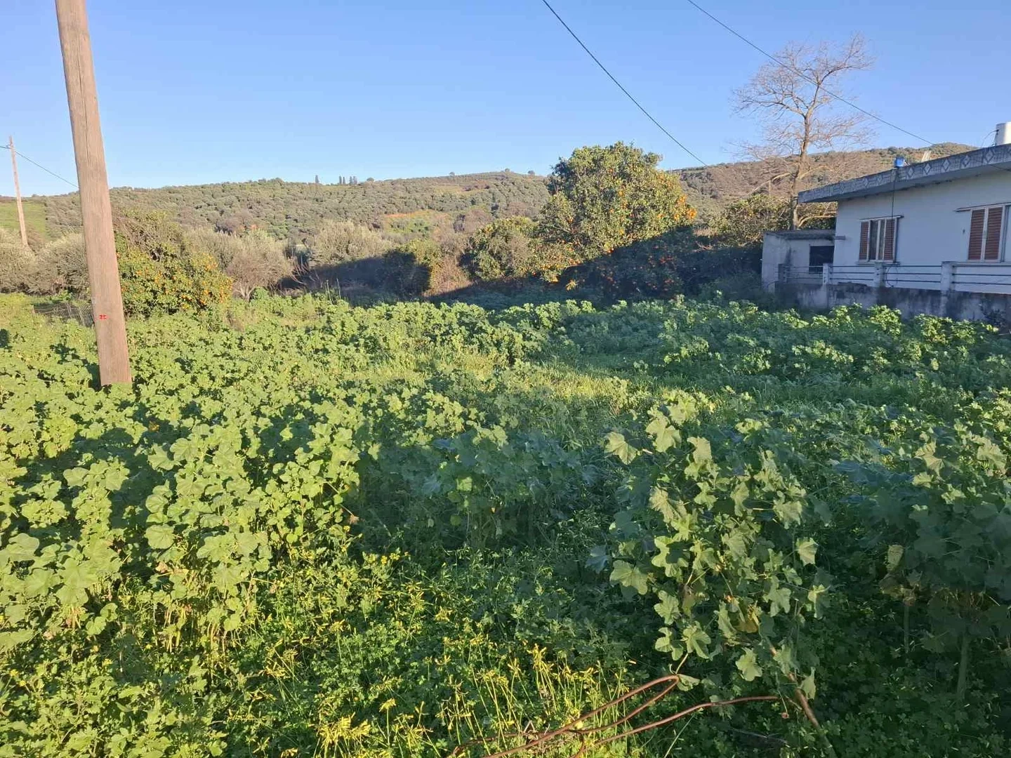 1 - vente terrain koulkouthianá crète grèce