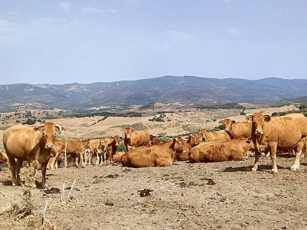 1 - venta propiedad gaucin andalucía españa
