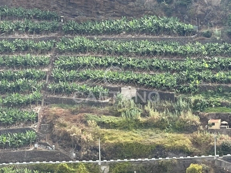 2 - vente terrain ribeira brava madère portugal