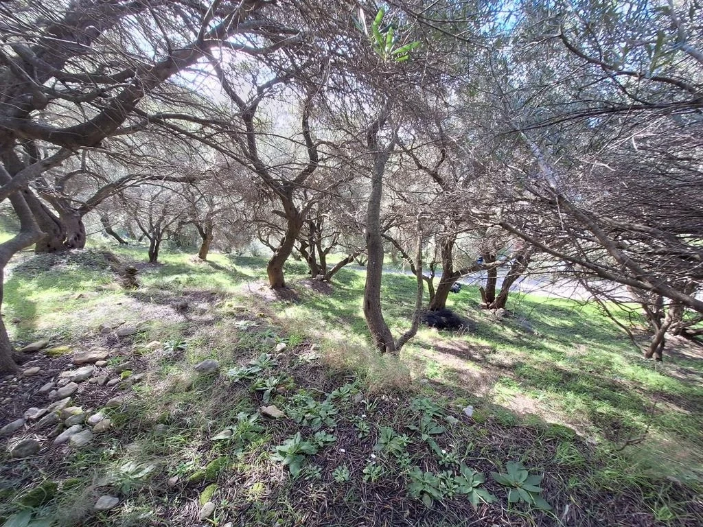 Sea view Plot of land of 5,565 m²