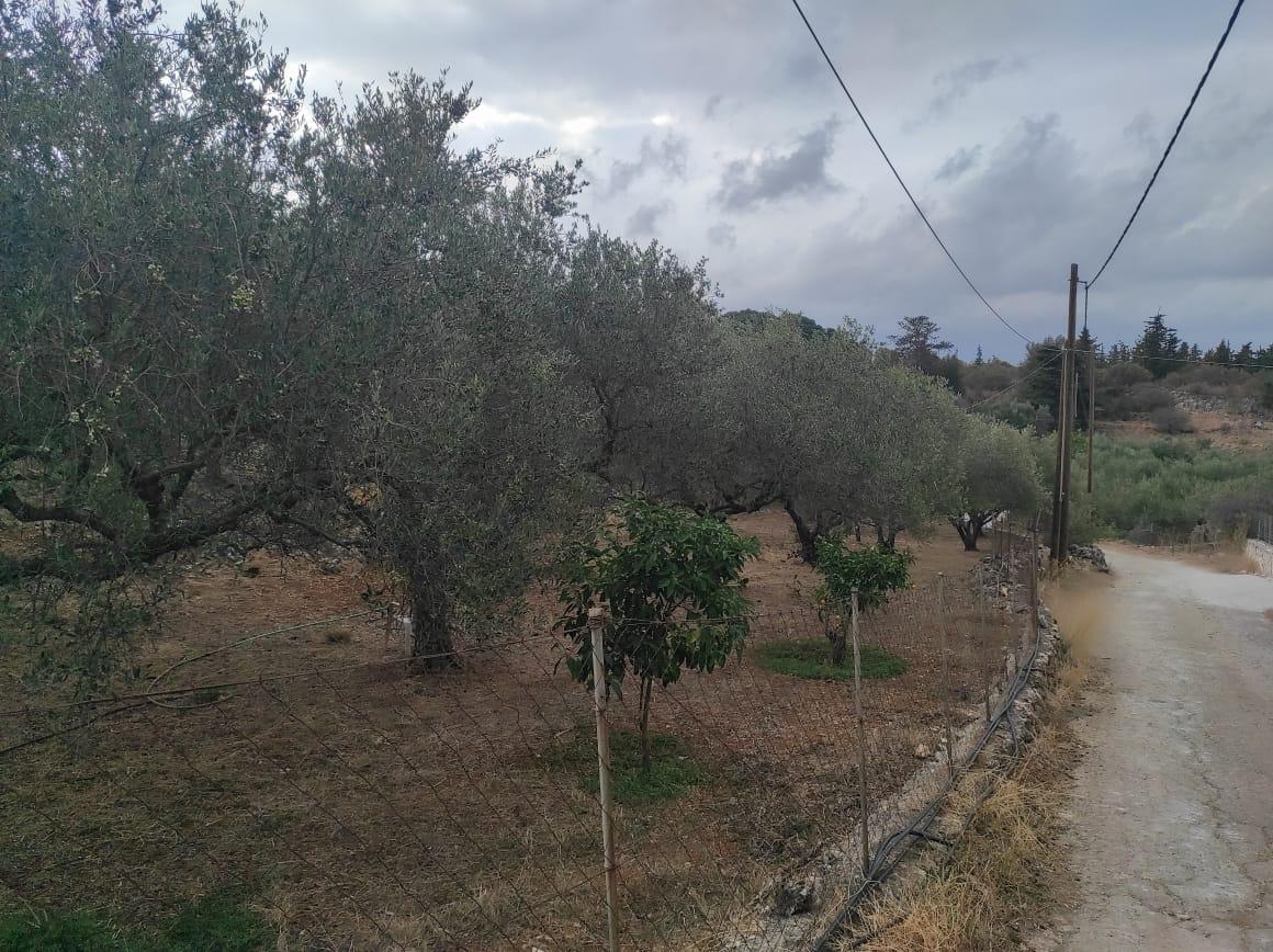 1 - vente terrain xirostérni crète grèce