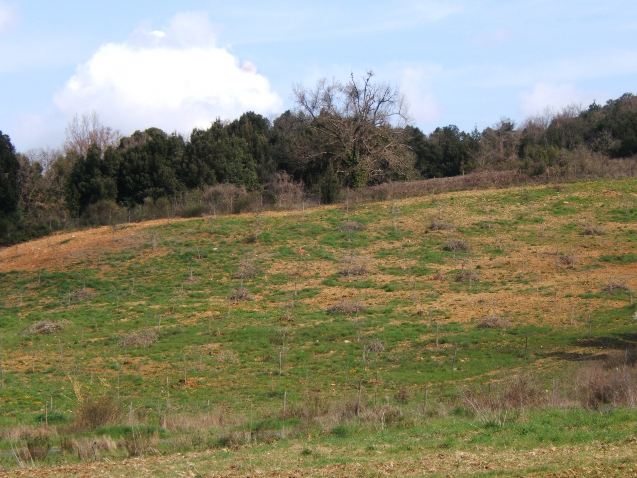 1 - plot of land for sale in volterra tuscany italy