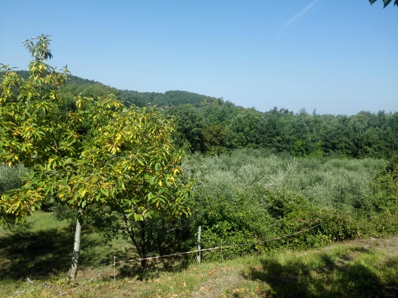 2 - venta casa cinigiano toscana italia
