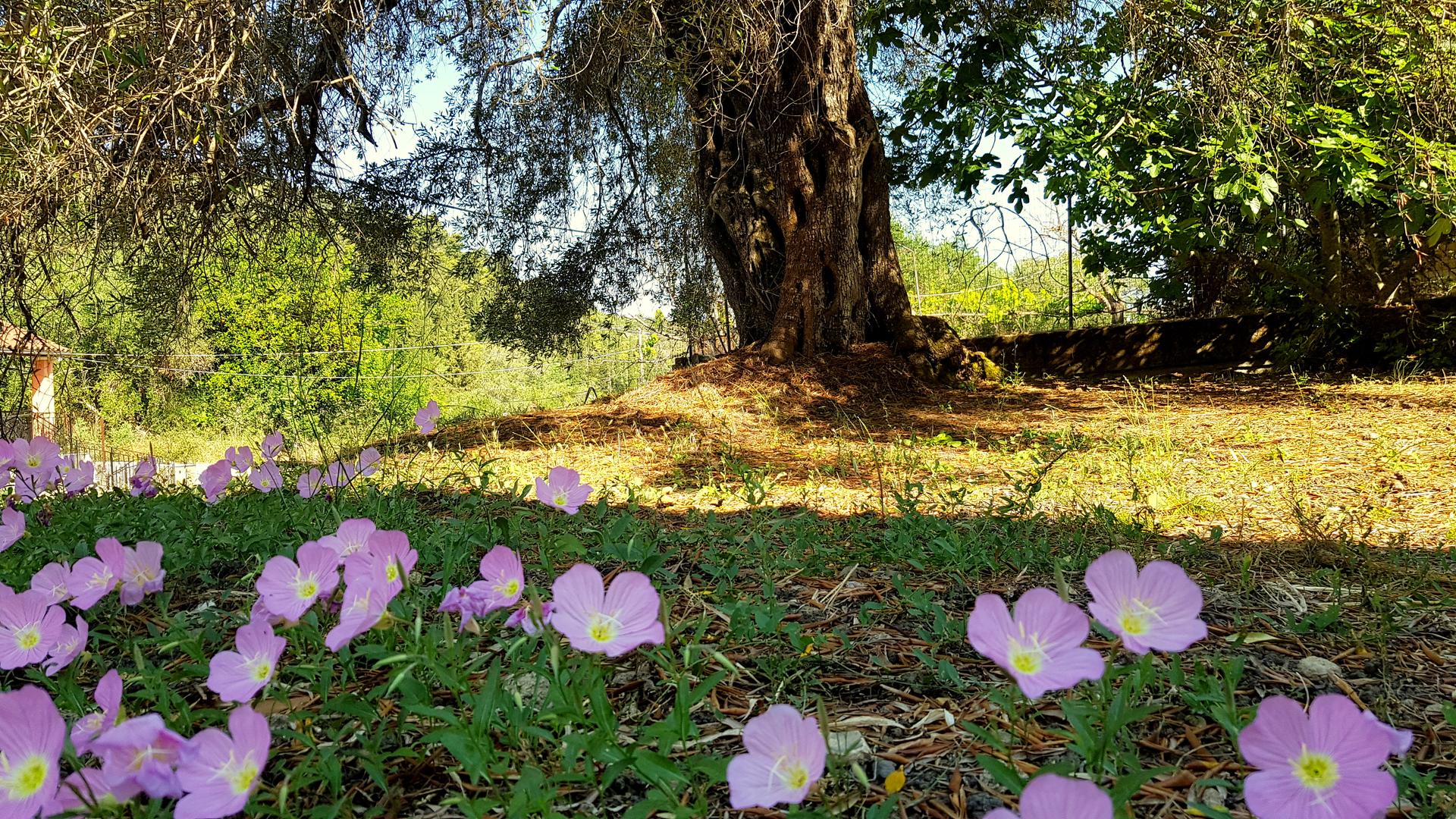 1 - vendita terreno corfu isole ioniche grecia