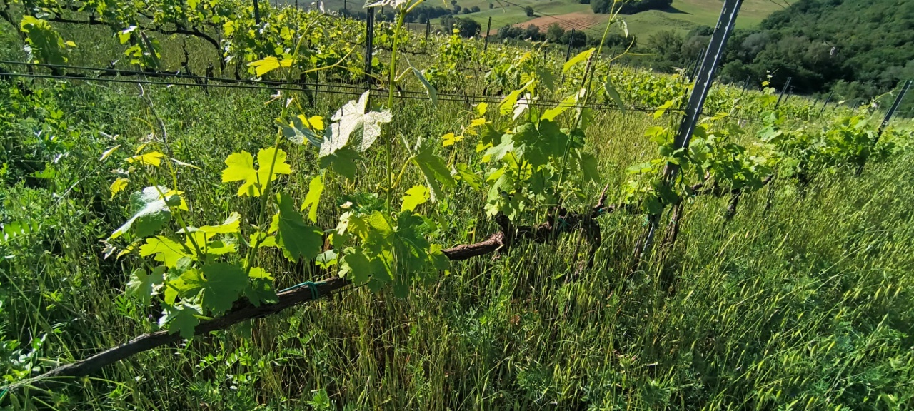 1 - venta comercio cinigiano toscana italia