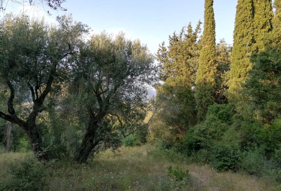 2 - vente terrain vue mer ypsos îles ioniennes grèce