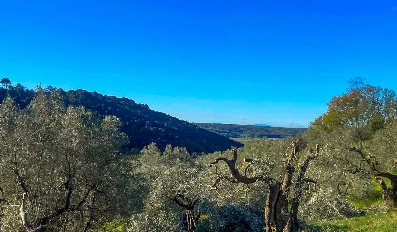 1 - vente terrain vue mer riparbella toscane italie