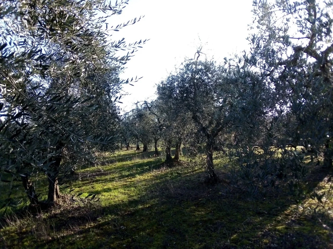 2 - venda terreno gambassi terme toscana itália