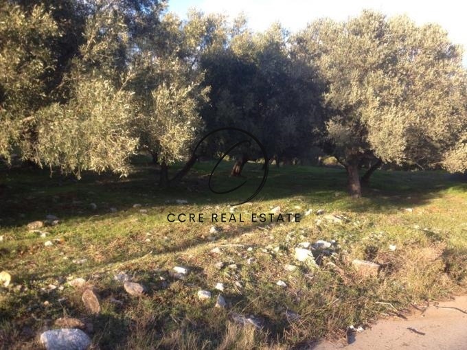 2 - vente terrain grammatiko attique grèce
