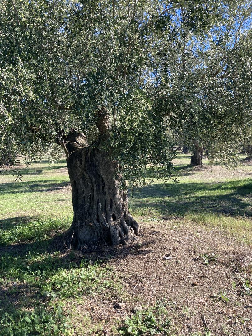 1 - vente terrain gythio péloponnèse grèce