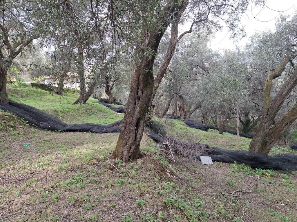 2 - plot of land for sale in ágios stéfanos ionian islands greece