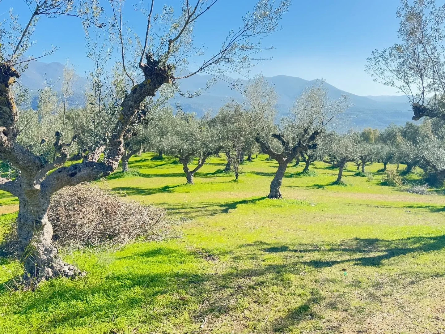 2 - plot of land for sale in ariochori peloponnese greece