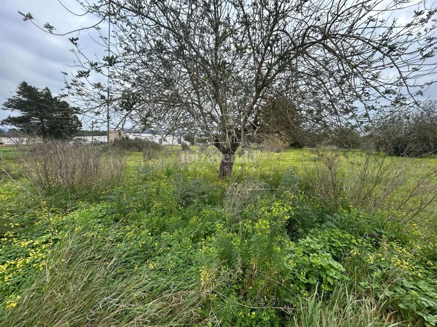1 - vente propriété sant llorenç de balafia ibiza - baléares espagne