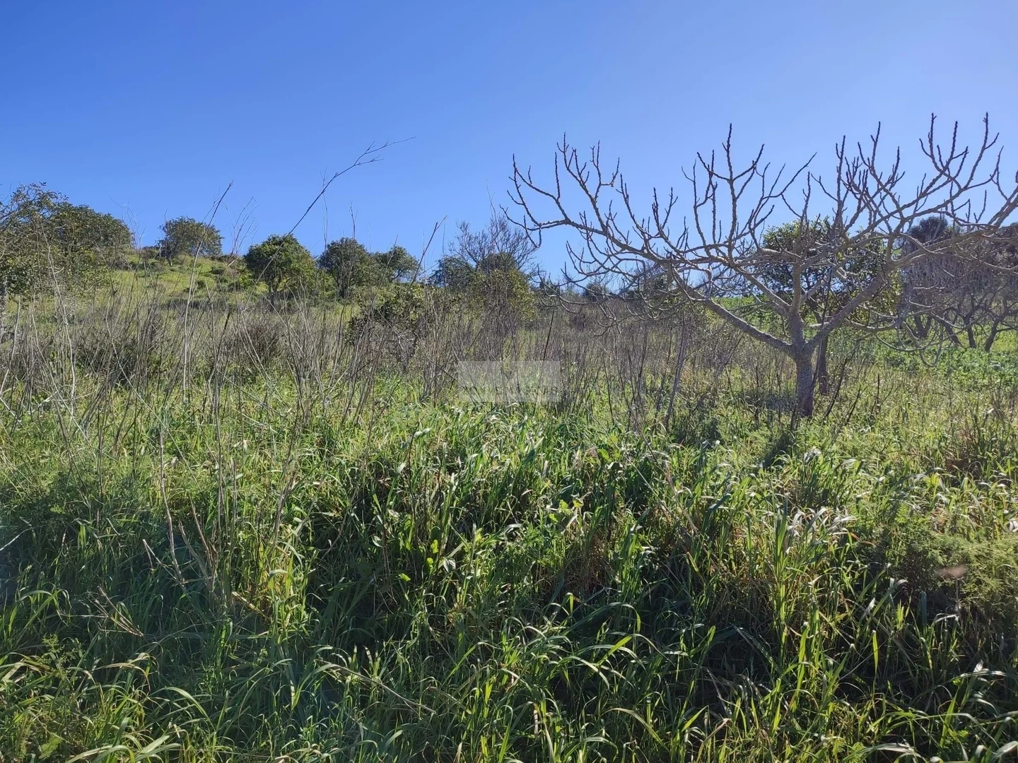 2 - venta terreno vila do bispo algarve portugal