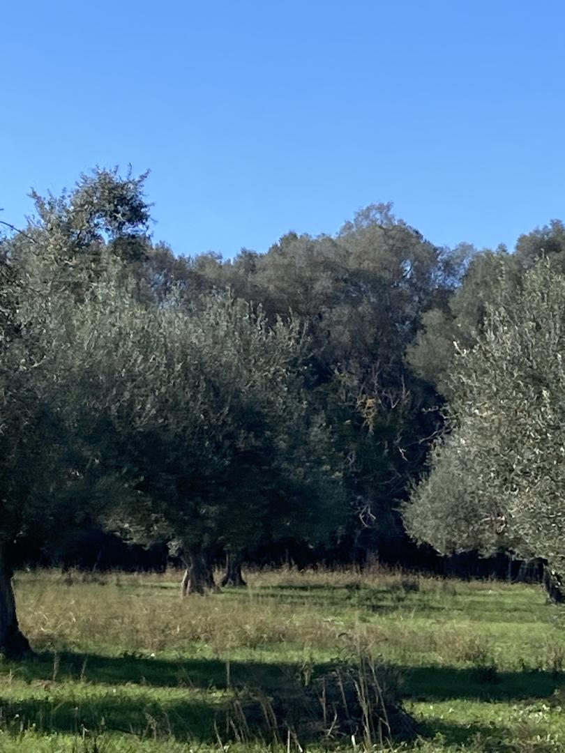 2 - vente terrain gythio péloponnèse grèce