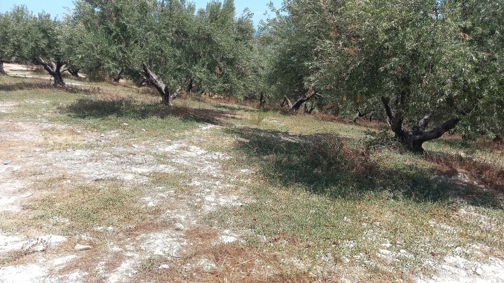 2 - vente terrain vue mer xamoudochóri crète grèce
