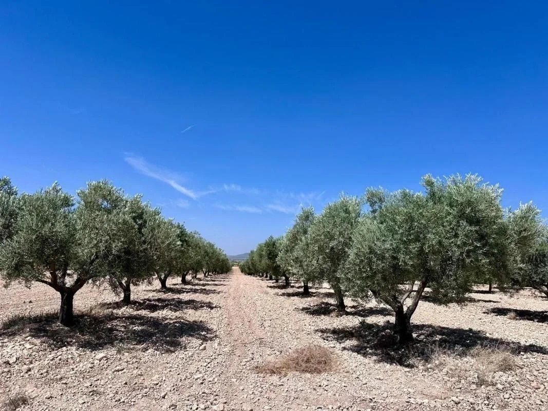 1 - verkoop terrein monóvar valencian community spanje