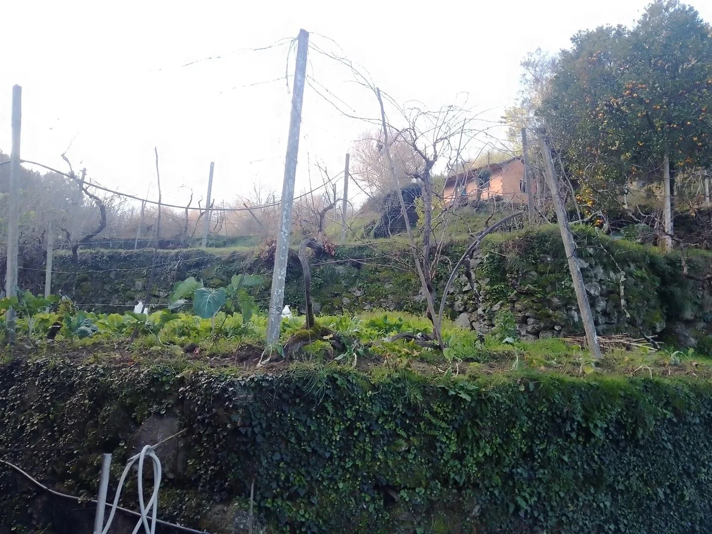 2 - vendita terreno cinfaes regione nord portogallo