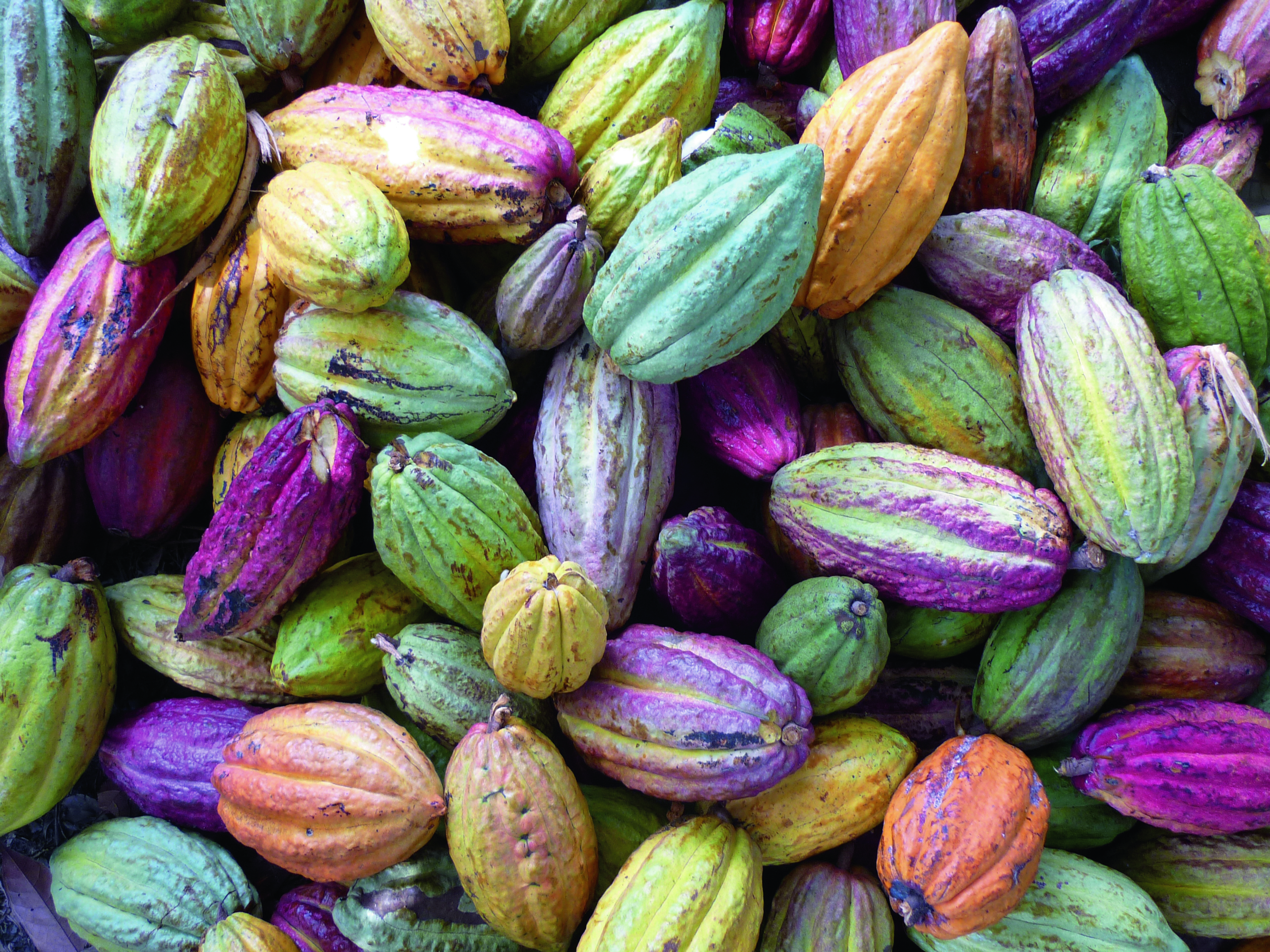 Cabosses of cacao